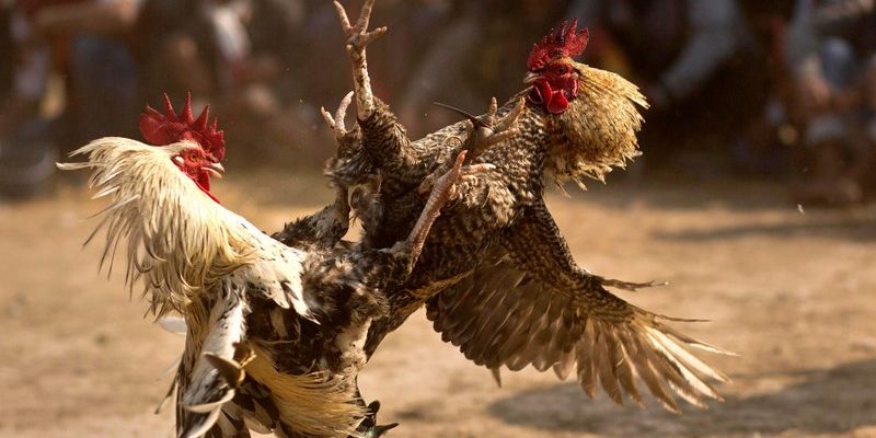 Đá Gà King33 đem đến trải nghiệm độc đáo và khác biệt hoàn toàn chỉ có tại trang